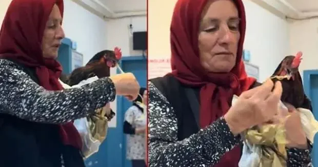 Giresun haberleri Fıkra gibi olay! Röntgeni çekilen tavuk ameliyata alındı 06 Ağustos 2025