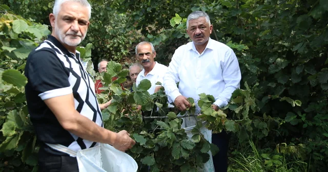 TZOB Yönetim Kurulu Üyesi Soydan, fındık üreticileriyle hasat yaptı Ordu Haberleri