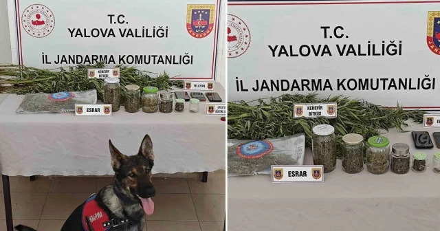 Yalova’da ormanlık alanda yasa dışı kenevir ekimi yapan 3 şüpheli yakalandı Yalova Haberleri