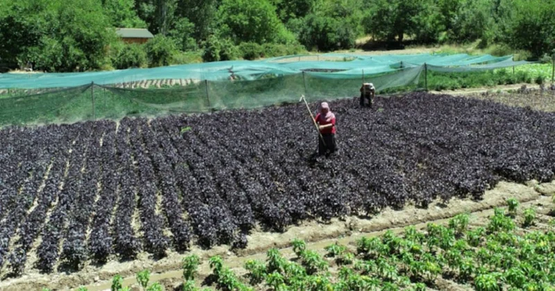 Yılda 1 defa ekiliyor 4 kez hasat ediliyor: Kilosu altın değerinde, eken zengin oluyor Sözcü Gazetesi