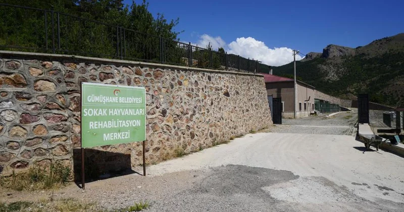 Gümüşhane de ormanlık alanda ölü köpekler bulundu