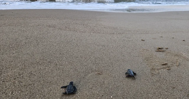 Yavru caretta sezonu başladı Antalya Haberleri