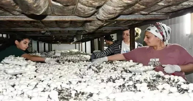 İstanbul u terk edip köyüne yerleşti: Kurduğu işle 150 kişiyi çalıştırıyor, paraya para demiyor Sözcü Gazetesi