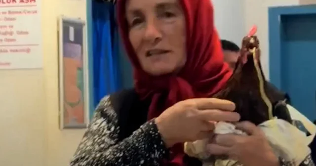 Giresun da tavuğunu röntgen çektirmek için hastaneye getirdi VİDEO İZLE