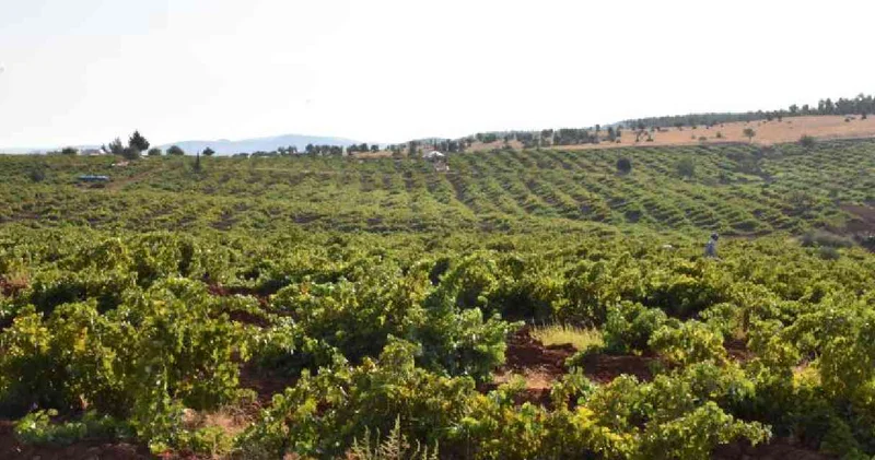 Tekirdağ da hasadı başladı: 40 ton rekolte bekleniyor