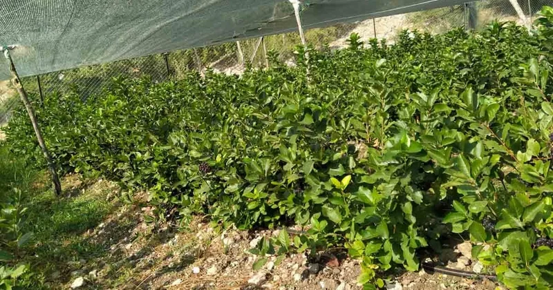 Kilosu 500 liradan satılıyor! Bahçesine eken 1 senede köşeyi dönüyor Sözcü Gazetesi