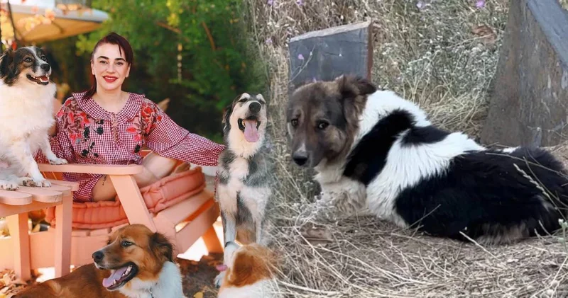 Vefalı can dostuna kavuştu: Ceylan Ertem gözyaşlarıyla bekledi!