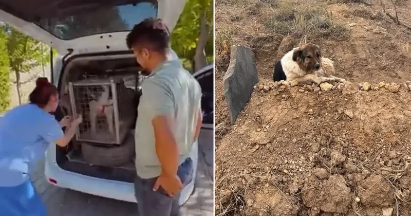 Ölen sahibinin mezarı başında 10 gün nöbet tuttu! Vefalı köpeğe ünlü sanatçı sahip çıktı