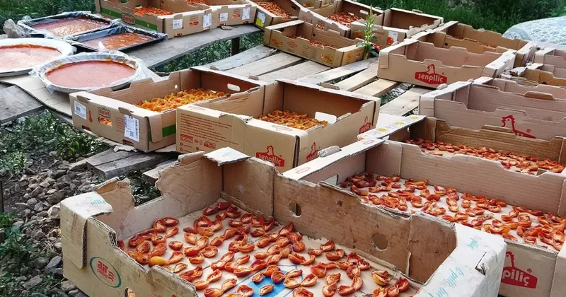 Bu sene verim yüksek! Van da kayısının kilosu 300 TL ye satılıyor