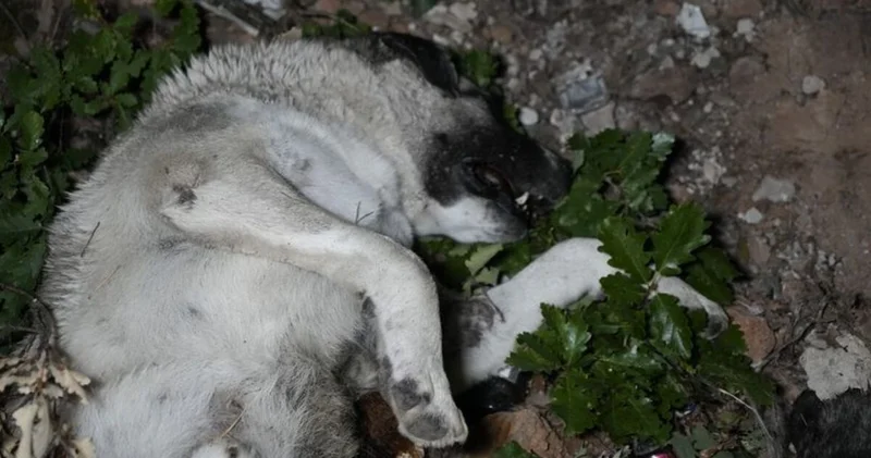 Gümüşhane de bir ölü köpekler vakası daha! Son dakika haberleri
