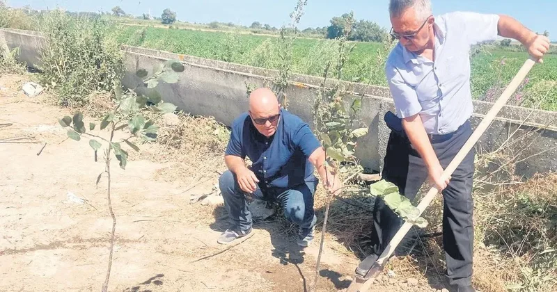 Yangınlarda kaybedilen her ağaç için 10 fidan dikiyor