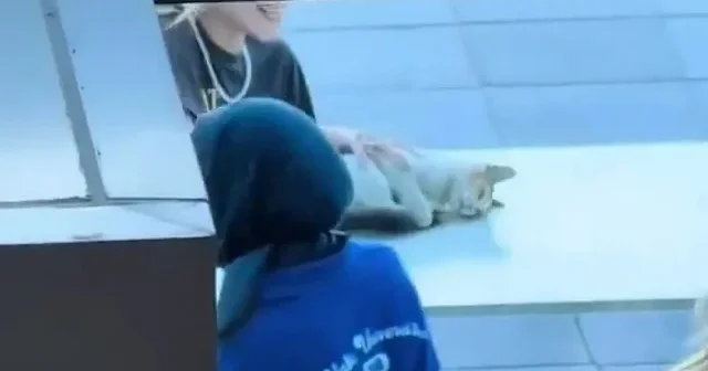 Kedi ve öğrencilerin sıra dışı oyunu VİDEO İZLE