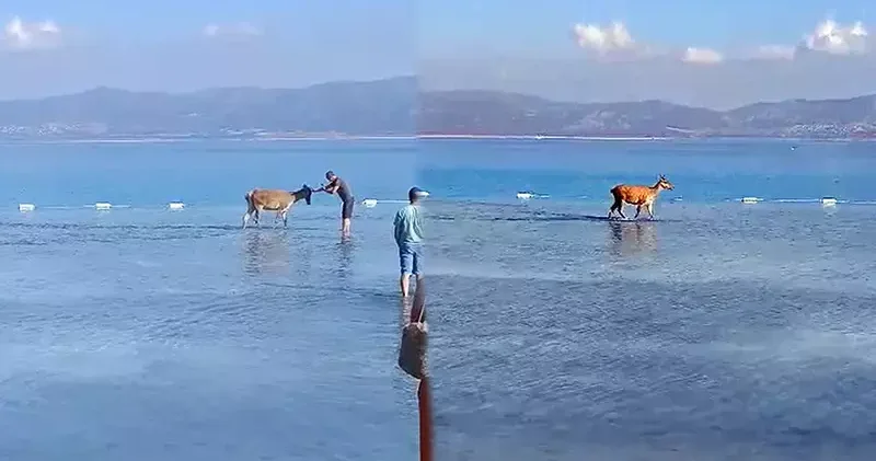 Salda Gölü ne giren kızılgeyik tatilcilere kendini sevdirdi