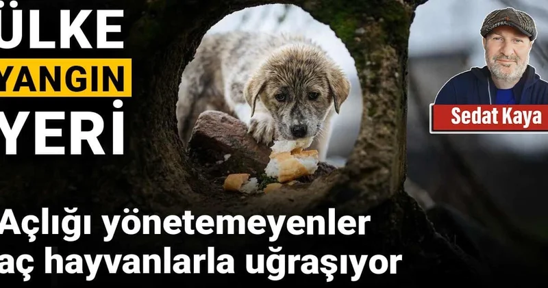 Açlığı yönetemeyenler aç hayvanlarla uğraşıyor: Ülke yangın yeri