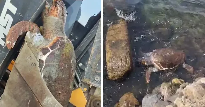 Çanakkale de sahile ölü caretta caretta vurdu