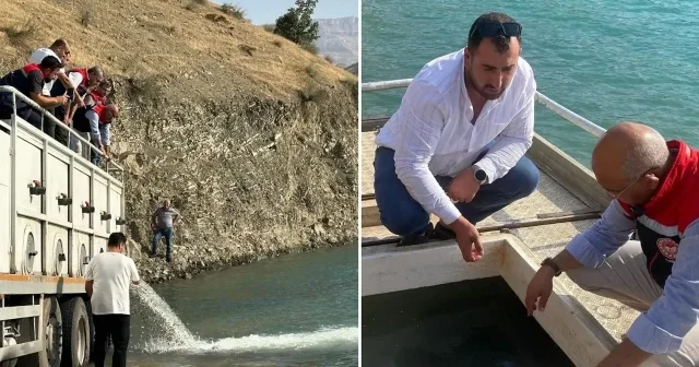 Siirt Alkumru Barajı na 1 milyom şabut ve sazan yavrusu bırakıldı Siirt Haberleri