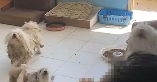 İzmir de 20 köpeği sağlıksız şekilde evde tutan kadına 830 bin TL ceza İzmir Haberleri