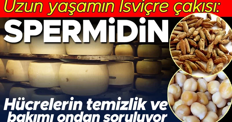 Uzun yaşamın İsviçre çakısı: Spermidin! Hücrelerin temizlik ve bakımı ondan soruluyor Hangi besinlerde var?