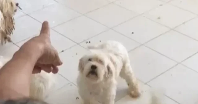 Sağlıksız koşullarda 20 köpeğe bakan kişiye 2.5 milyon TL ceza VİDEO İZLE