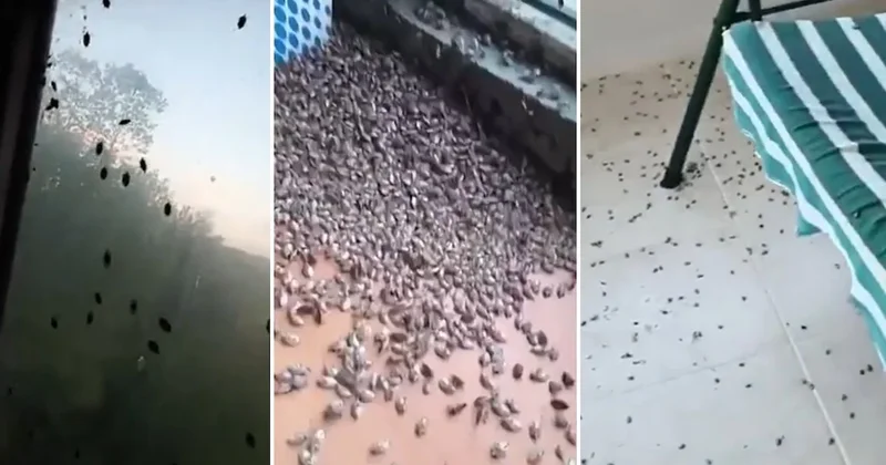 Kentteki evleri istila etti! Tehlike her geçen gün büyüyor... Halk pencereleri bantlıyor Sözcü Gazetesi