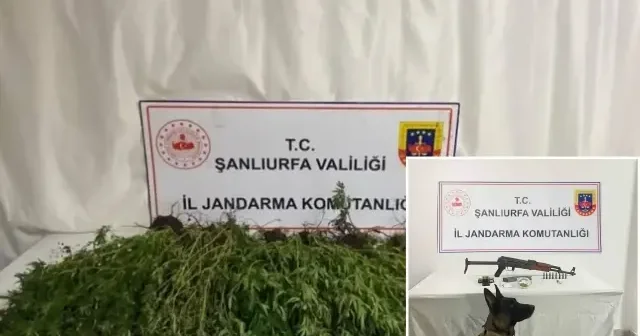 Şanlıurfa’da silah uyuşturucu ve 196 kök kenevir bitkisi ele geçirildi Şanlıurfa Haberleri