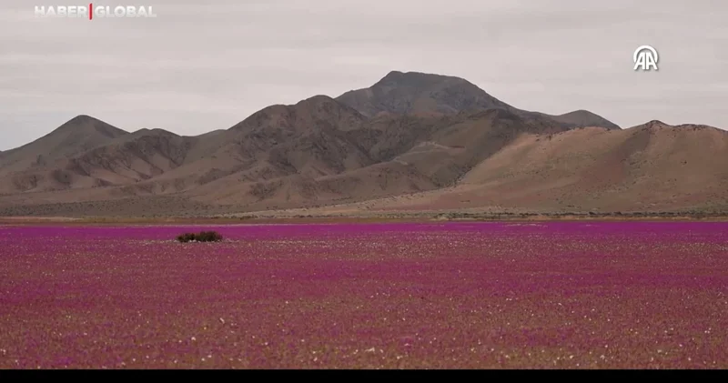 Dünyanın en kurak çölü çiçek açtı: Şili deki Atacama Çölü nde beklenmedik sürpriz