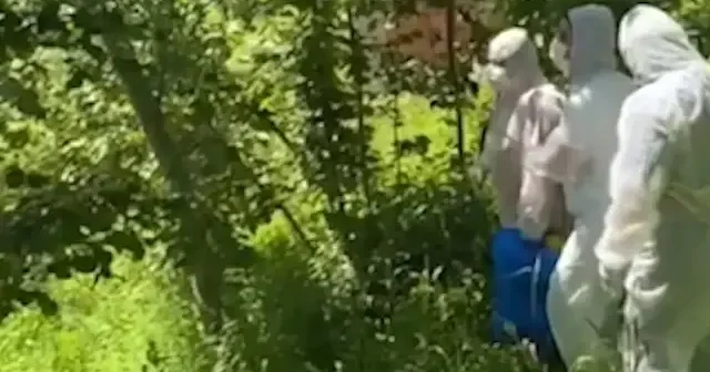 Karadeniz’de Kahverengi Kokarca Alarmı: Trabzon ve Ordu’da Evler Baskın Altında VİDEO İZLE