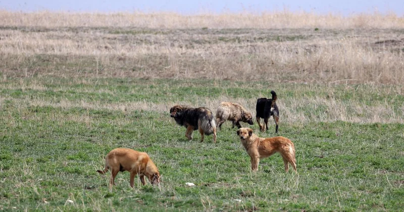 Söke de başıboş köpeklerin saldırdığı 2 koyun telef oldu