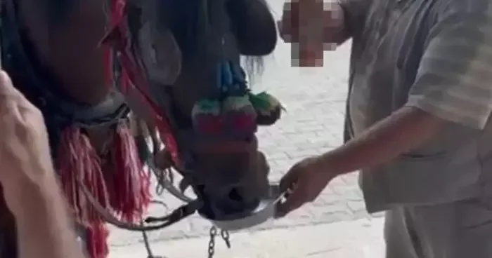 Muğla’da Bu kadarı olmaz dedirten görüntüler: Fayton çeken ata alkol içirdiler