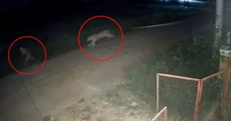 Zincirlerinden kurtulan aslan, 11 yaşındaki çocuğu ağır yaraladı