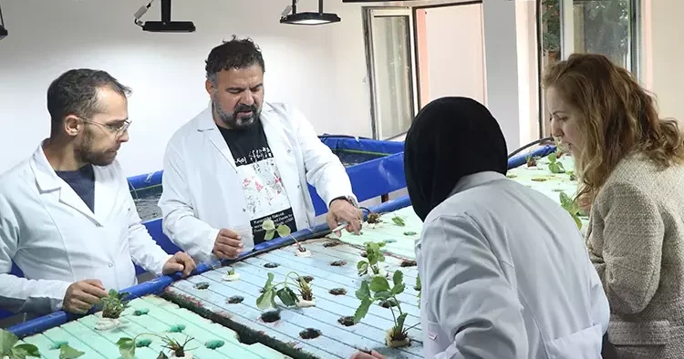 Japon balığı gübresiyle topraksız çilek mucizesi