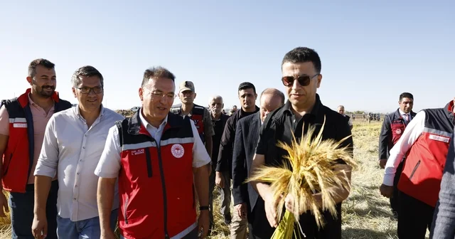 Diyarbakır da tescilli Karacadağ pirincinde hasat sezonu Diyarbakır Haberleri