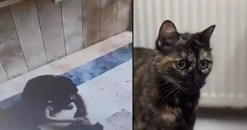 Başakşehir de kediye işkence davasında karar: 3 yıl 8 ay hapis cezası