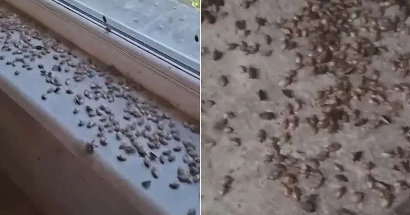 Kabus geri döndü! İki ilçeyi istila ettiler, evlerin içi korkunç halde