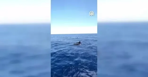 Alanya da tur teknesine eşlik eden yunuslar görüntülendi