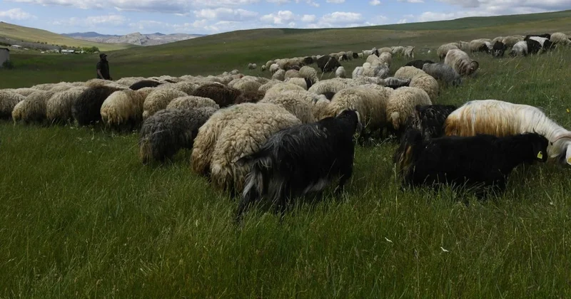 Van da proje kapsamında besicilere dağıtılan koyun sayısı 235 bine ulaştı Sözcü Gazetesi