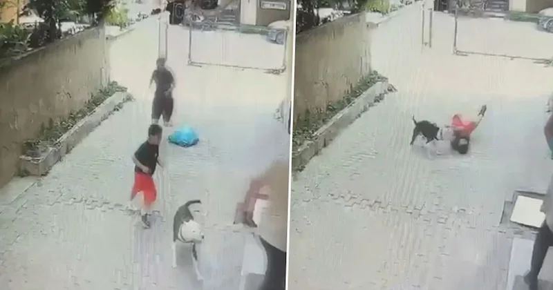 Sahibinin serbest bıraktığı Pitbull, 7 yaşındaki çocuğa saldırdı Sözcü Gazetesi