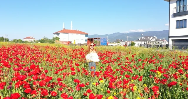 Bolu da tarlada açan gelincikler güzel görüntü oluşturdu Bolu Haberleri