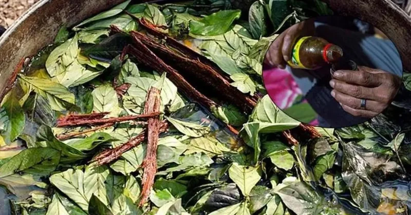 Prens Harry’de içiyordu! Ayahuasca çayı, turistin canını aldı