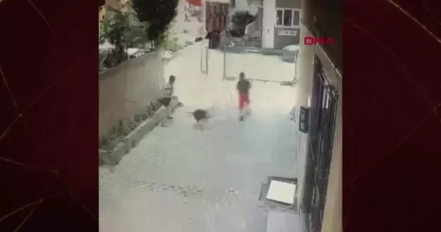 Tasmasız Pitbull 7 yaşındaki çocuğa saldırdı