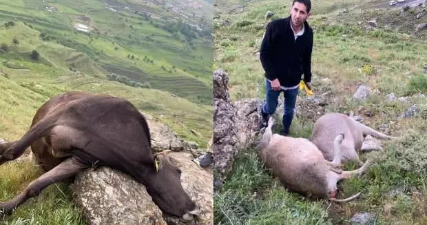 Hakkari haberleri Hakkari de yıldırım faciası: İneklerini gören besiciler şoke oldu! 07 Haziran 2025