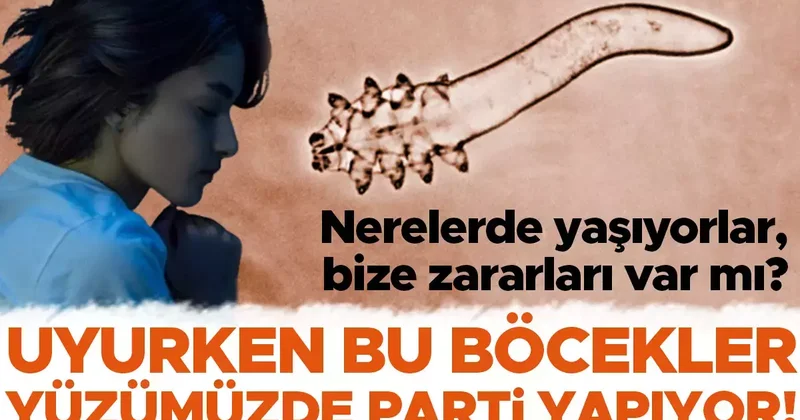 Uyurken bu böcekler yüzünüzde parti yapıyor! Dışarı çıkıp çiftleşiyorlar, uyandığımız anda gözeneklere geri dönüyorlar