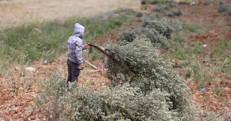 Filistin topraklarını gasbeden İsrailliler, işgal altındaki Batı Şeria da 100 zeytin ağacını kesti