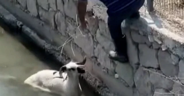 Finike’de kaçan kurbanlık dereye atladı VİDEO İZLE