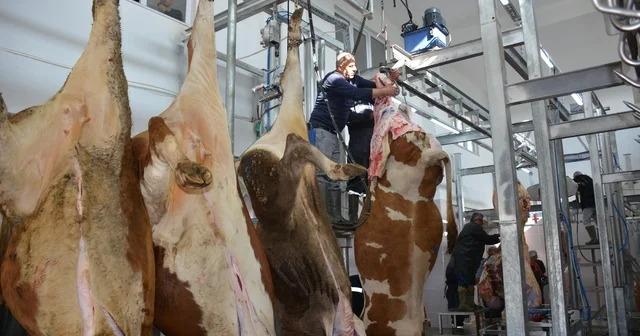 Başçiftlik Belediye Mezbahası nda kurban kesim hizmeti veriliyor Tokat Haberleri