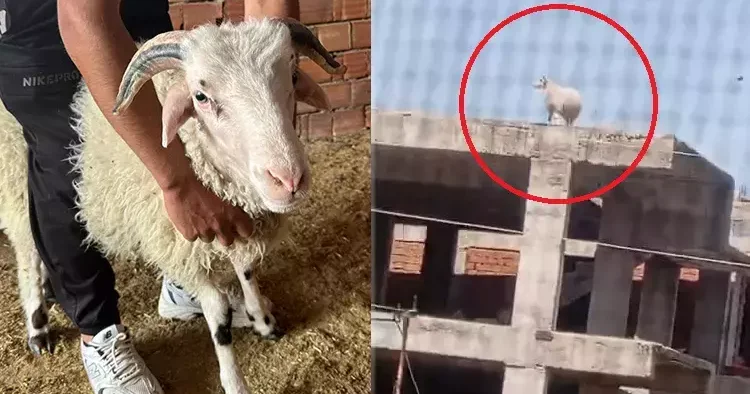 Kuzuyken alıp büyüttü! Kaçıp 3 katlı binanın üzerine çıkınca sahibi kıyamadı