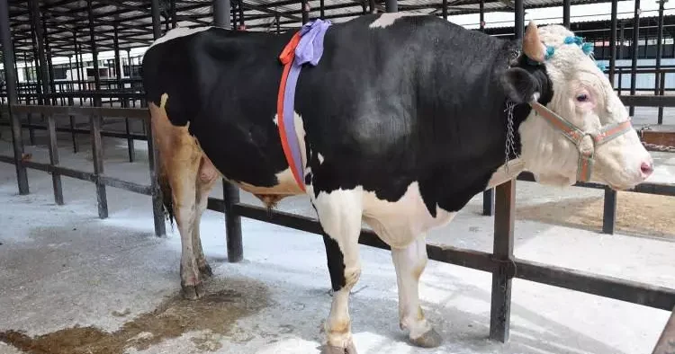 En pahalı kurbanlık o ilde satıldı! Fiyatı dudak uçuklattı