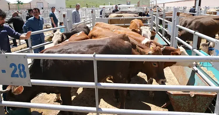 Kurban kesenler dikkat! Başına bu işler gelen tazminat alabilecek