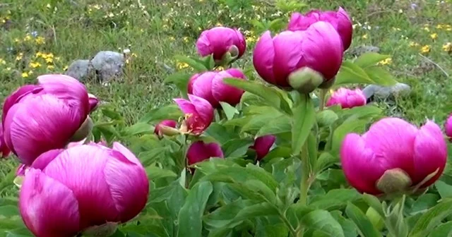 Yılda sadece 10 gün açıyor: Bu çiçeği koparan yandı cezası tam yarım milyon VİDEO İZLE