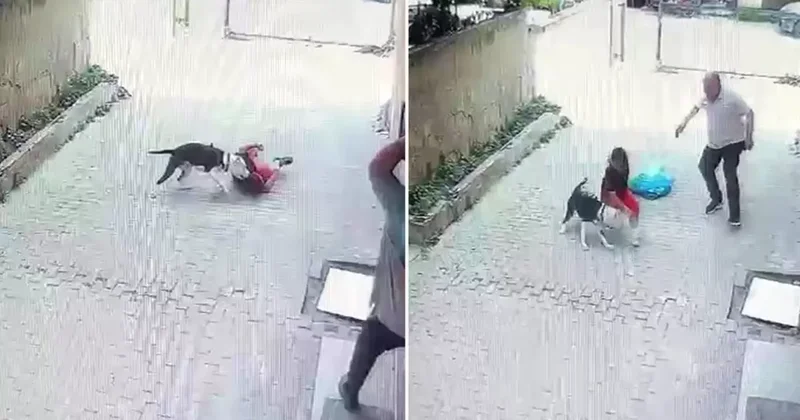 Pitbull Çocuğa Saldırdı, Anlar Kamerada
